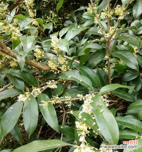 桂花的花语传递温暖与美好 桂花的花语和寓意