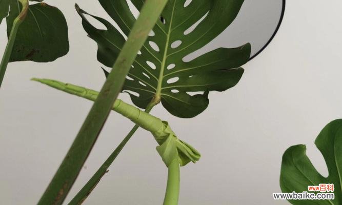 寄情山野,守望生机 龟背竹