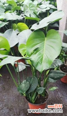 寄情山野,守望生机 龟背竹