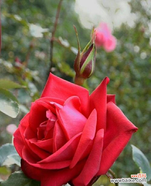 用花语传达真情实感的艺术 十朵玫瑰花语意思解读