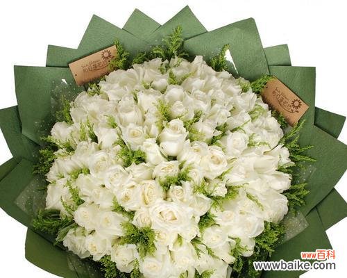 用11朵白玫瑰传递爱 白玫瑰的花语意义与传达方式