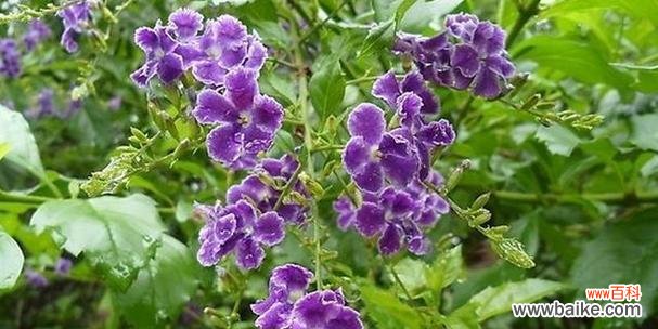 凭借坚定的意志追寻真实内核的力量 以假连翘花的寓意和象征——探索自我真实性的追求