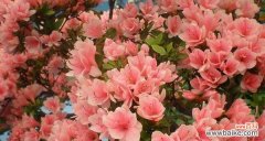 江门市花——杜鹃花的花语寓意及其美丽 江门市的市花杜鹃花寓意与美丽