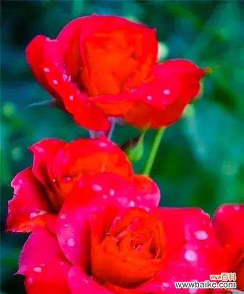 探索粉色玫瑰的花语 粉色玫瑰的花语-传递爱与温柔的象征