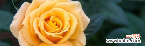 向爱表白 11朵黄玫瑰的花语意思