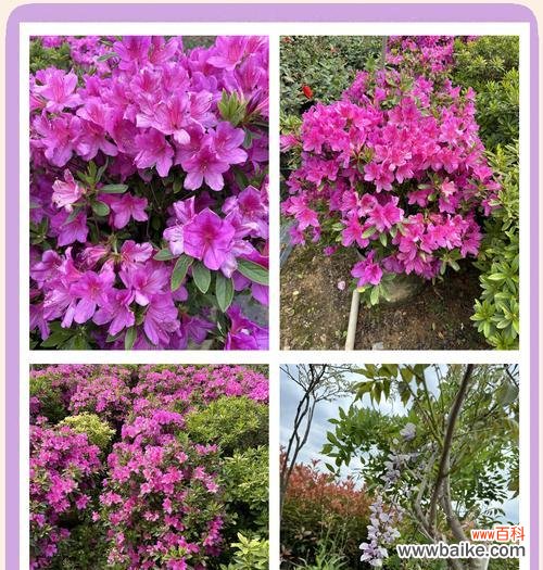 哪种花代表节制的花语？