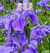 哪种花代表节制的花语？