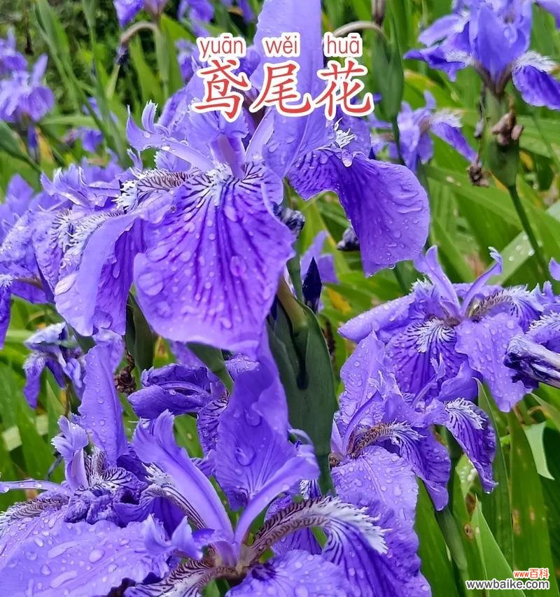 哪种花代表节制的花语？
