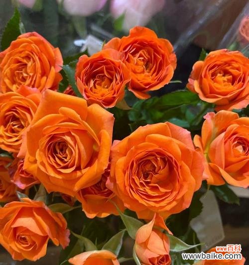 玫瑰花不同颜色的含义是什么?玫瑰花色的象征意义有哪些?