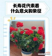 寓意健康长寿的种植花有哪些？这些花为何被视为长寿的象征？