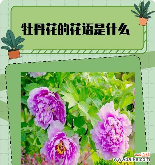 牡丹花为何象征吉祥？牡丹花吉祥的寓意是什么？