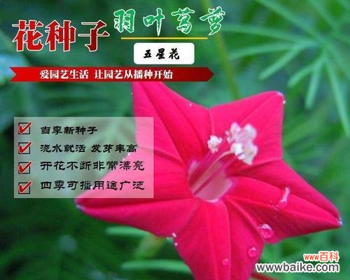 白色茑萝花代表什么?白色茑萝花的寓意是什么?
