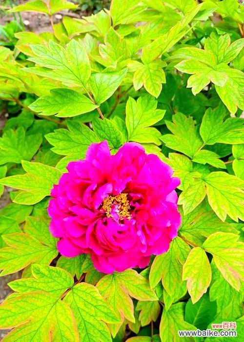 哪种花象征着美好与幸福?它的寓意是什么?