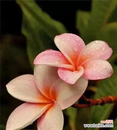 哪种花象征着美好与幸福?它的寓意是什么?