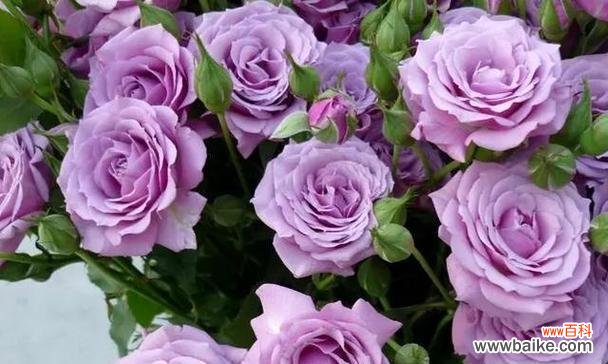 紫色花有哪些特别的含义和寓意?