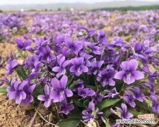 紫色花有哪些特别的含义和寓意？