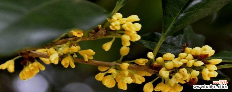 美好的花香传承千年,桂花花语令人神往 桂花花语的意义与传承