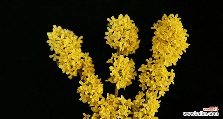 四季桂花 四季桂花