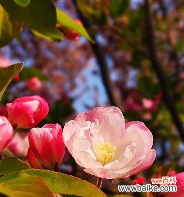 探索海棠花的五彩花语，感受不同颜色的情感世界 海棠花的花语与不同颜色的象征意义