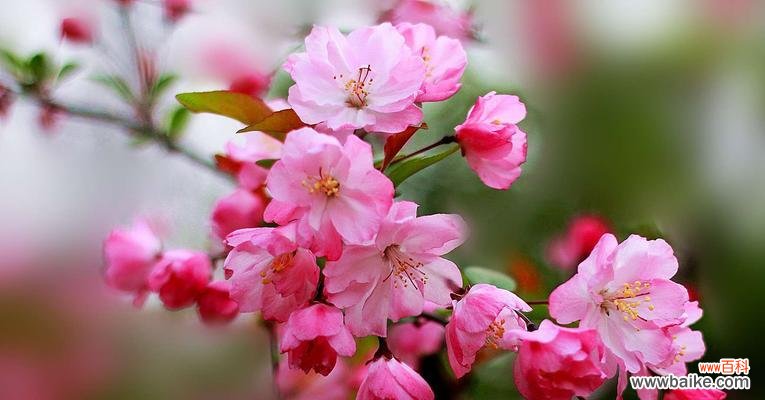 探索海棠花的花语和象征意义，领悟其中的人生智慧 海棠花