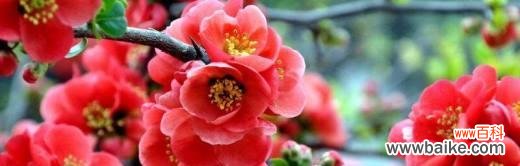 探索海棠花的花语和象征意义，领悟其中的人生智慧 海棠花