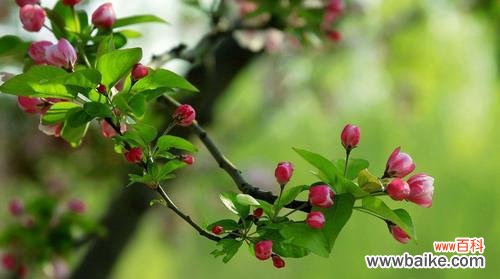 海棠花——恋爱与纯洁的象征 海棠花爱情的意义与传承
