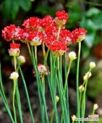 美丽而坚韧的花朵，海石竹的花语与含义 以海石竹的花语为主题的文章