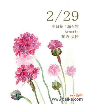 美丽而坚韧的花朵,海石竹的花语与含义 以海石竹的花语为主题的文章
