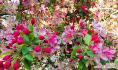 传世之美，谱写红颜之恋 海棠花