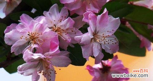 以海棠花为媒介,探寻花语与寓意 海棠花的花语与寓意