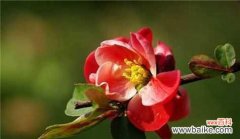 以海棠花为媒介，探寻花语与寓意 海棠花的花语与寓意