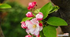 探寻海棠花的花语与寓意 海棠花