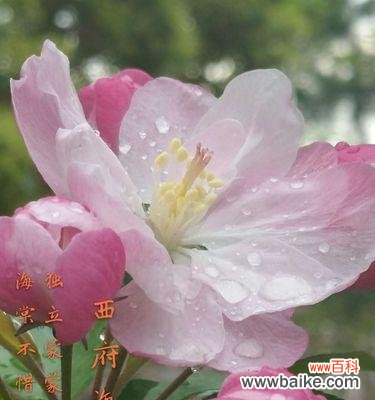 传承千年的美丽与情感 海棠花的象征意义和花语解读