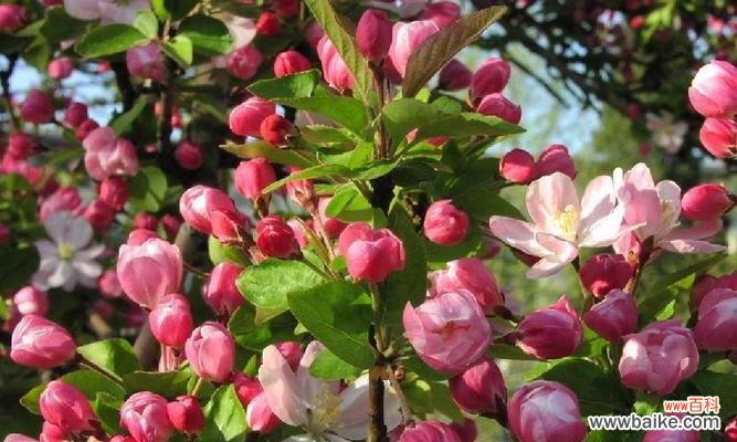 揭示海棠花的寓意及文化内涵 海棠花