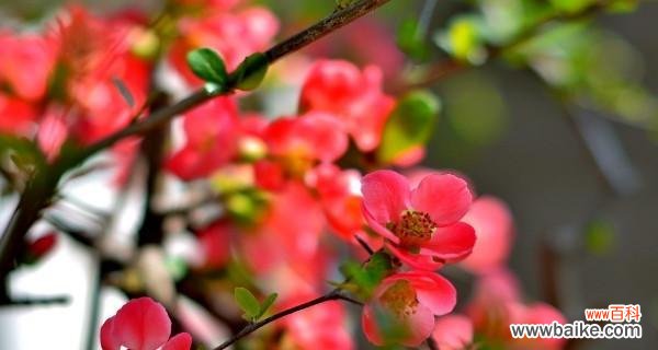 揭示海棠花的寓意及文化内涵 海棠花