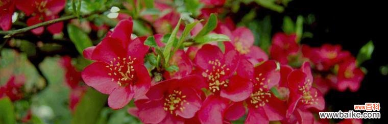 揭示海棠花的寓意及文化内涵 海棠花
