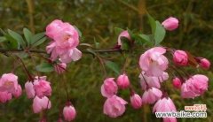 揭示海棠花所象征的品格美德 海棠花