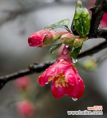 揭示海棠花所象征的品格美德 海棠花