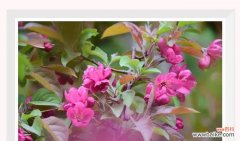 海棠花开的传世之美 海棠花开