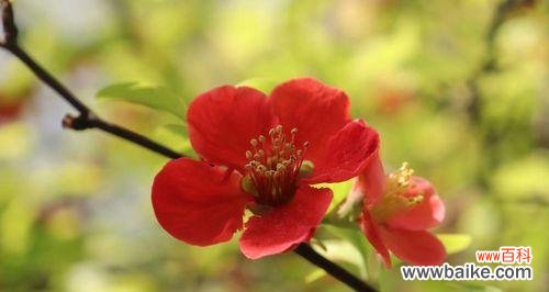 海棠花开的传世之美 海棠花开
