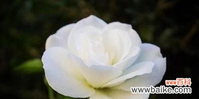 用花语述说心意的最佳选择 11朵玫瑰的花语