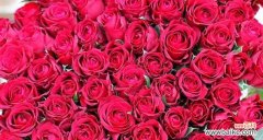 用花语述说心意的最佳选择 11朵玫瑰的花语