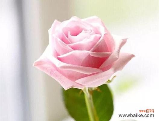 用花语述说心意的最佳选择 11朵玫瑰的花语