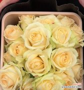 探寻11朵香槟玫瑰背后的情感宣言 香槟玫瑰的花语之美