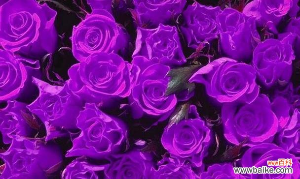 解读12朵玫瑰花语 爱意绽放