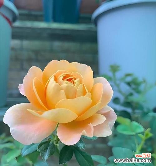 黄色的花通常代表什么?花的颜色寓意有哪些?