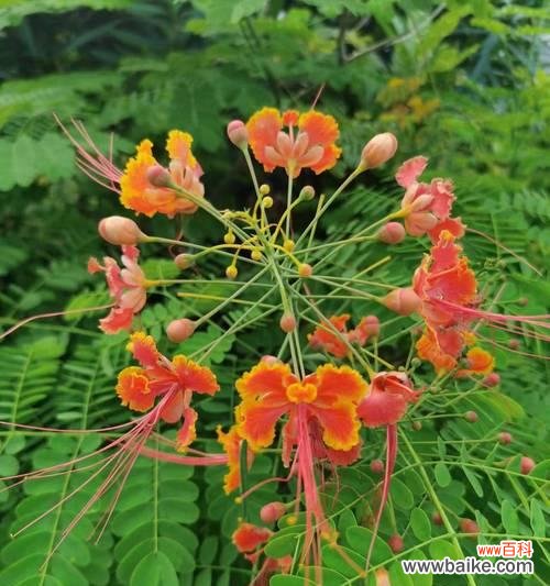 黄色的花通常代表什么?花的颜色寓意有哪些?