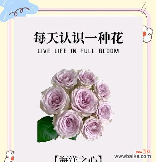 各色玫瑰花代表的寓意是什么?
