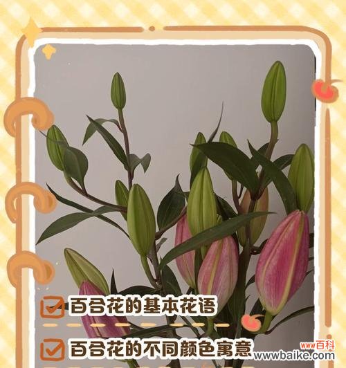 各色花都有哪些寓意和花语?如何解读花的颜色语言?