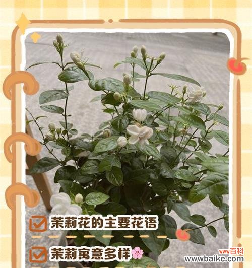 各色花都有哪些寓意和花语?如何解读花的颜色语言?